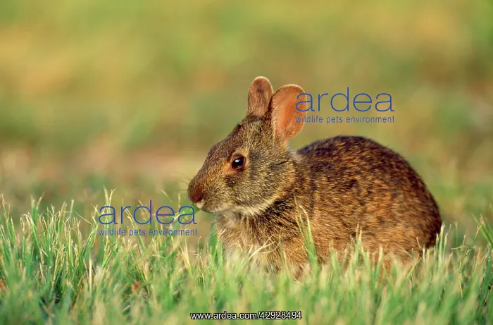 : Marsh RABBIT : Marsh RABBIT