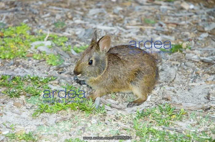  : Marsh Rabbit