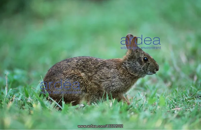 : MARSH RABBIT : MARSH RABBIT