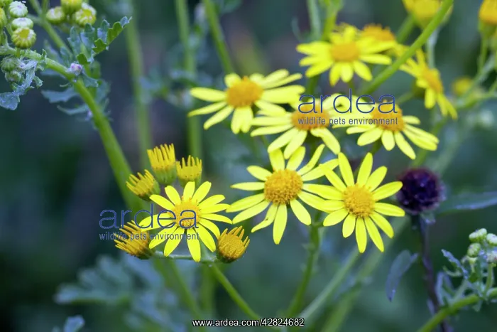 : Marsh Ragwort : Marsh Ragwort
