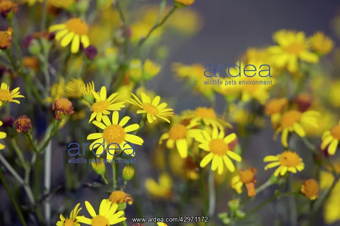  : Marsh Ragwort