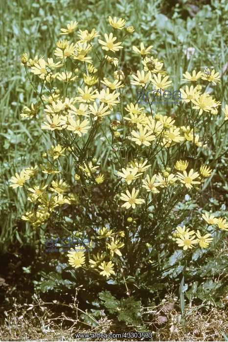 : MARSH RAGWORT : MARSH RAGWORT