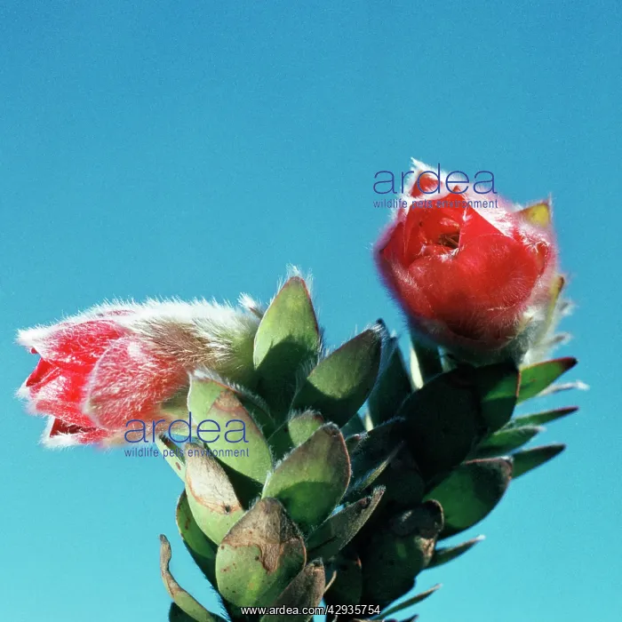  : Marsh Rose