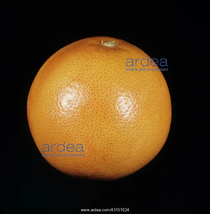 : Marsh Ruby Grapefruit : Marsh Ruby Grapefruit