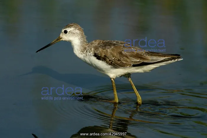 : Marsh Sandpiper : Marsh Sandpiper