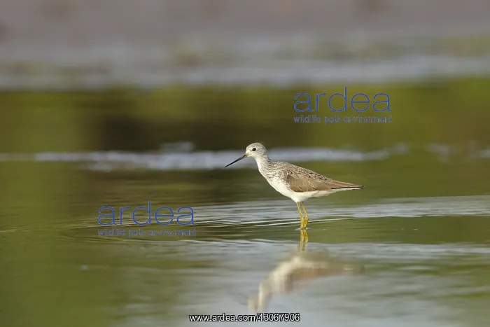 : Marsh Sandpiper : Marsh Sandpiper