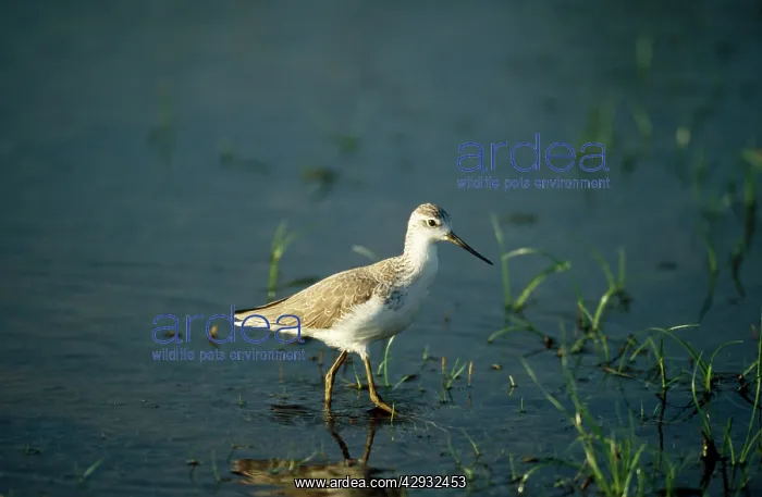 : Marsh SANDPIPER - Distribution Europe, Africa : Marsh SANDPIPER - Distribution Europe, Africa