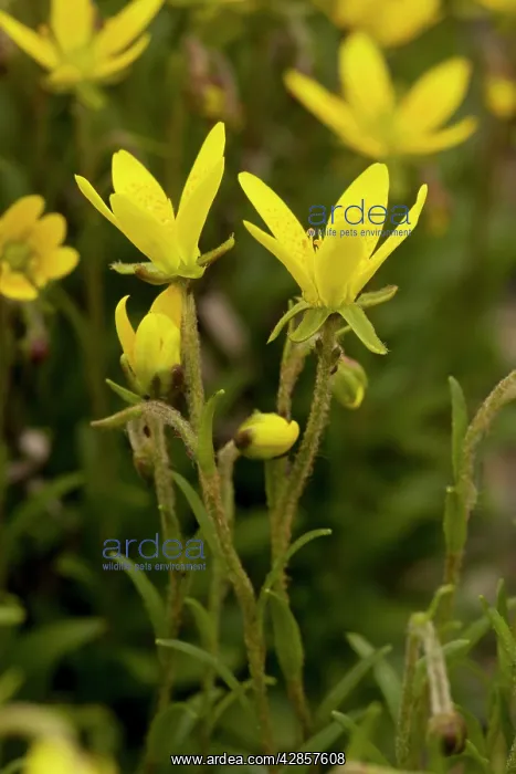 : Marsh saxifrage : Marsh saxifrage