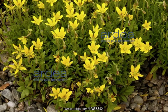 : Marsh saxifrage : Marsh saxifrage
