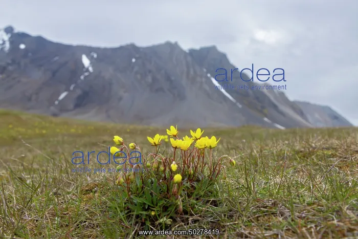 : Marsh Saxifrage : Marsh Saxifrage