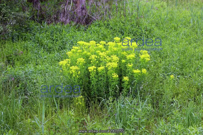 : Marsh spurge : Marsh spurge