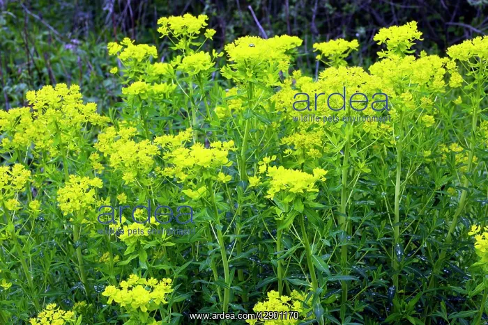 : Marsh spurge : Marsh spurge
