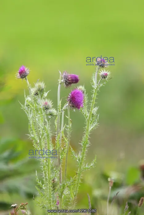 : Marsh Thistle : Marsh Thistle