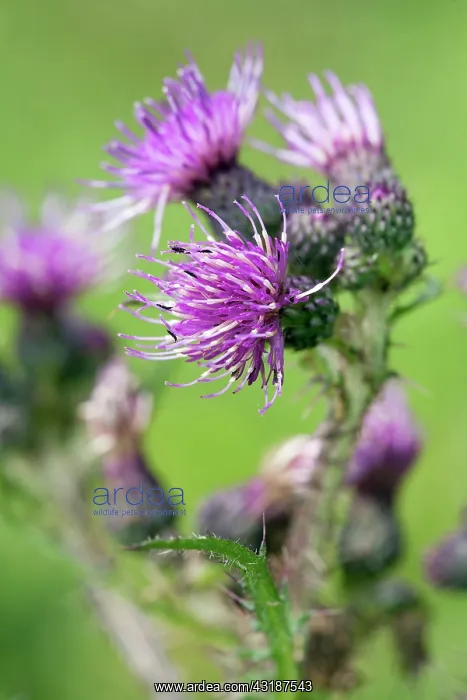 : Marsh Thistle : Marsh Thistle
