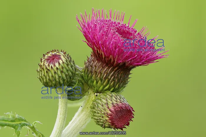  : Marsh Thistle (Cirsium palustre) flowering in c