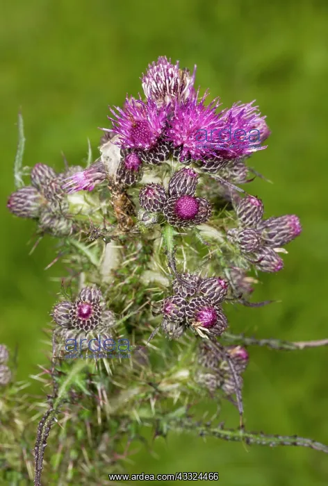 : Marsh Thistle - in flower : Marsh Thistle - in flower