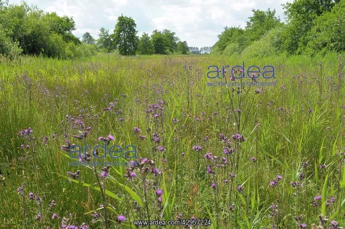 : Marsh Thistle - flowering : Marsh Thistle - flowering
