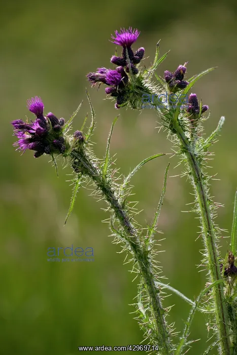 : Marsh Thistle - against the light : Marsh Thistle - against the light