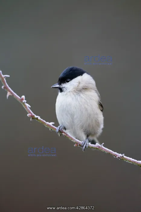  : Marsh Tit (Parus palustris). Cleveland. UK
