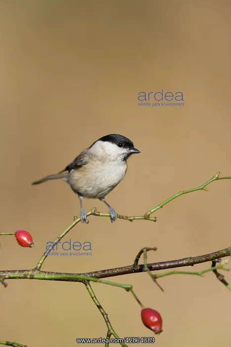  : Marsh Tit (Parus palustris). Cleveland. UK