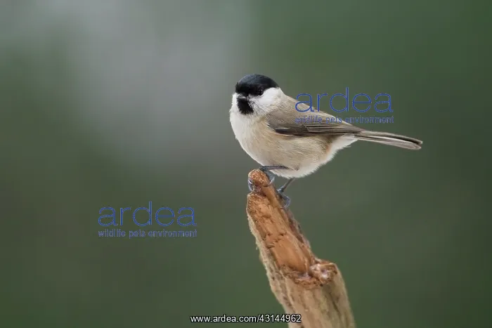 : Marsh Tit (Poecile palustris) perched on a dead branch : Marsh Tit (Poecile palustris) perched on a dead branch