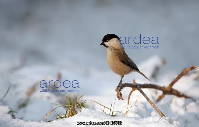 : Marsh tit. Marsh Tit (Parus palustris) perched on a twig in the snow : Marsh tit. Marsh Tit (Parus palustris) perched on a twig in the snow
