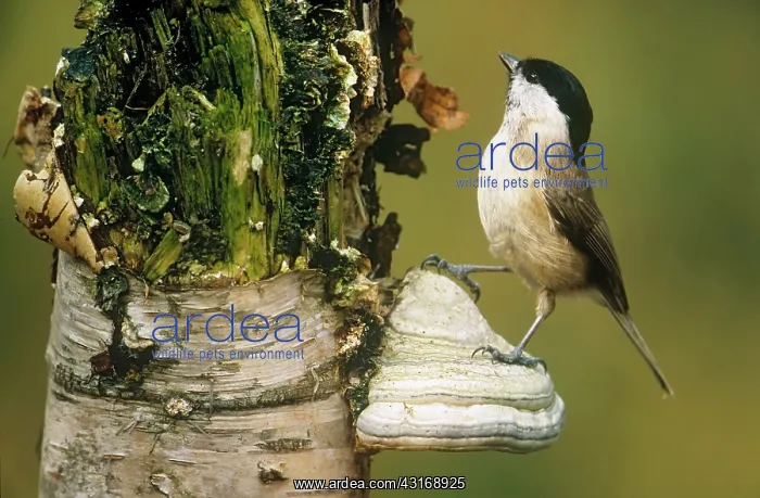 : Marsh Tit (Poecile palustris) perched on fungus : Marsh Tit (Poecile palustris) perched on fungus