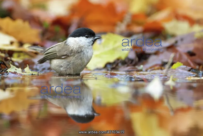: Marsh Tit (Poecile palustris) adult in a pond : Marsh Tit (Poecile palustris) adult in a pond