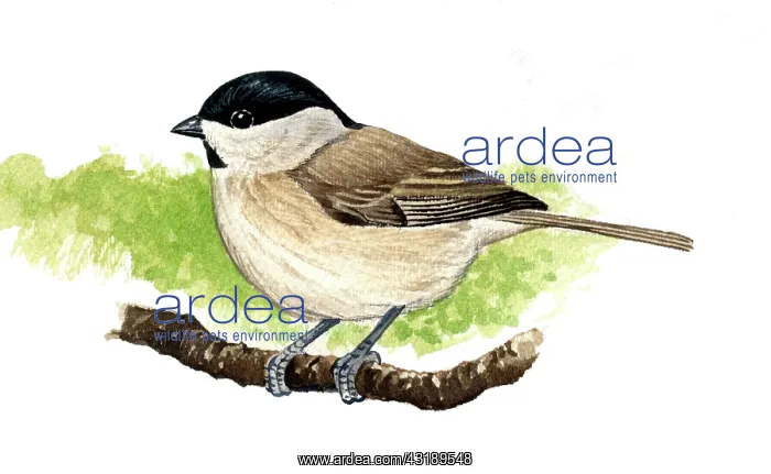 : Marsh tit. Marsh Tit (Parus palustris) adult : Marsh tit. Marsh Tit (Parus palustris) adult