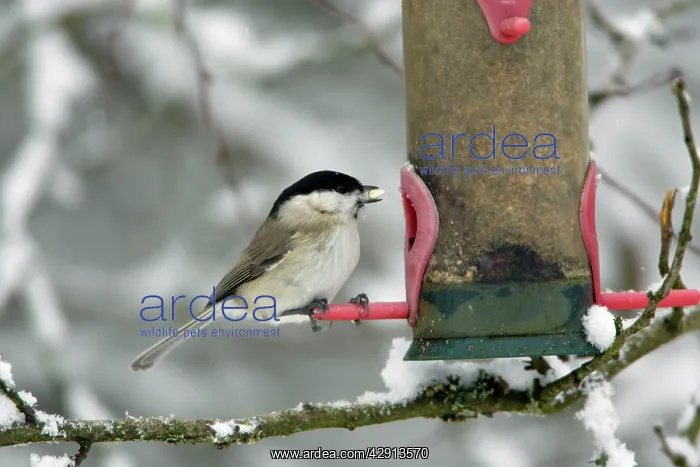 : Marsh Tit - at feeding station in winter : Marsh Tit - at feeding station in winter