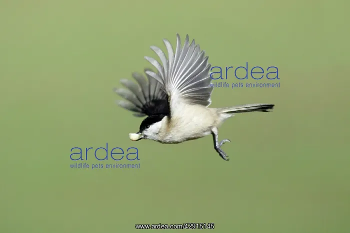: Marsh Tit - in flight, with peanut in bill : Marsh Tit - in flight, with peanut in bill