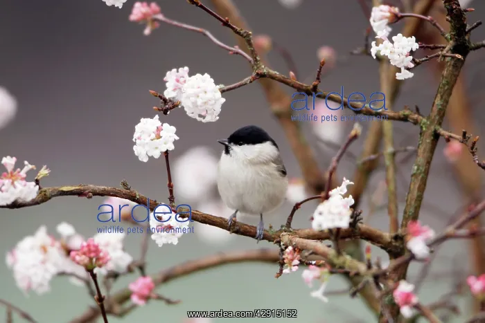 : Marsh Tit - on flowering Viburnum bush : Marsh Tit - on flowering Viburnum bush