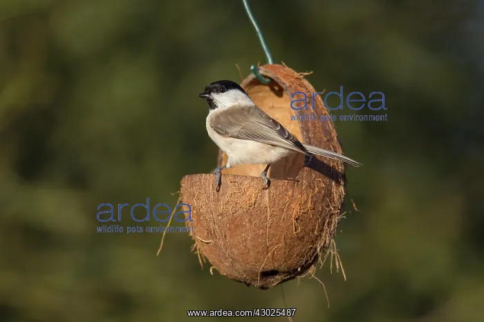 : Marsh Tit food Marsh Tit at bird feeder Germany : Marsh Tit food Marsh Tit at bird feeder Germany