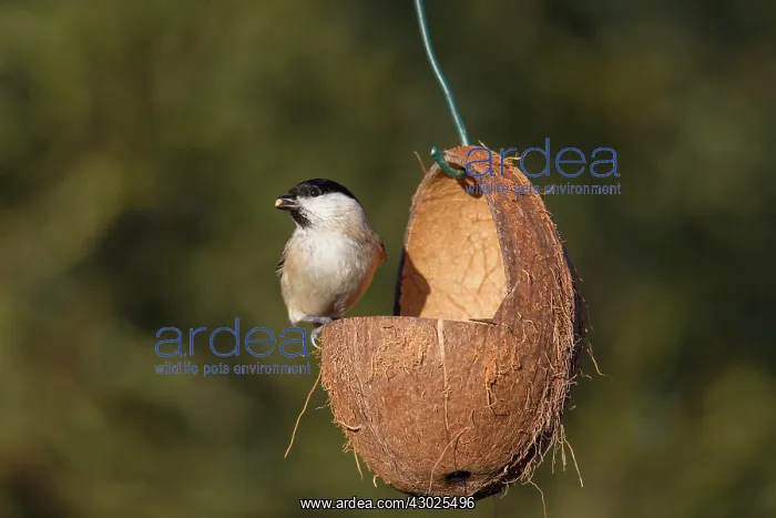 : Marsh Tit food Marsh Tit at bird feeder Germany : Marsh Tit food Marsh Tit at bird feeder Germany