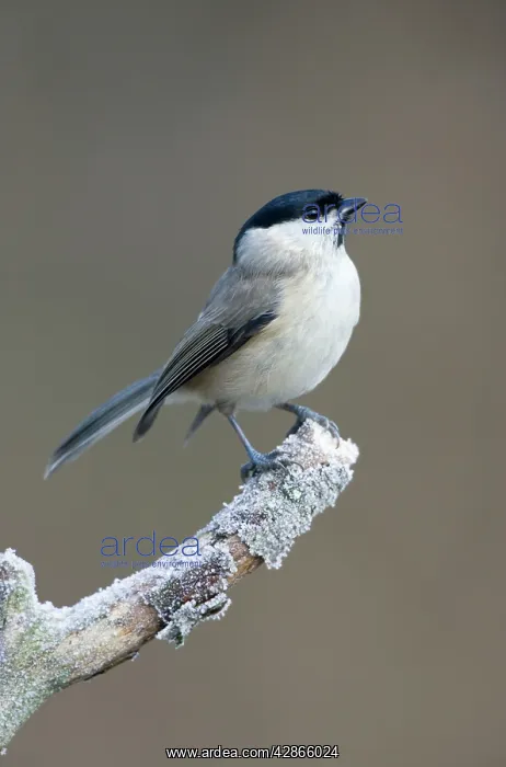 : Marsh Tit - On frosty perch : Marsh Tit - On frosty perch