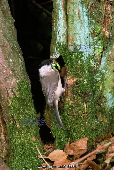  : Marsh Tit - with grub in beak at nest hole