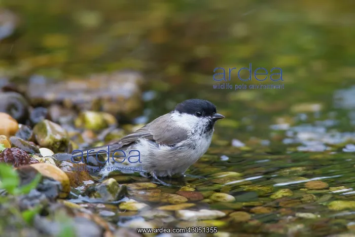  : Marsh Tit Marsh Tit adult bathing Germany