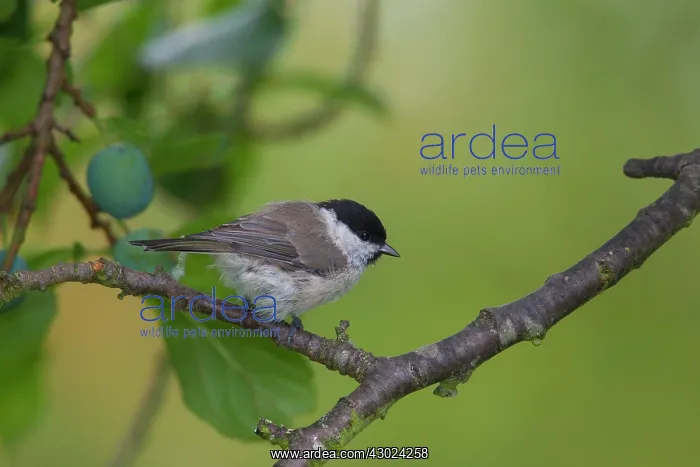 : Marsh Tit Marsh Tit perched on twig Germany : Marsh Tit Marsh Tit perched on twig Germany