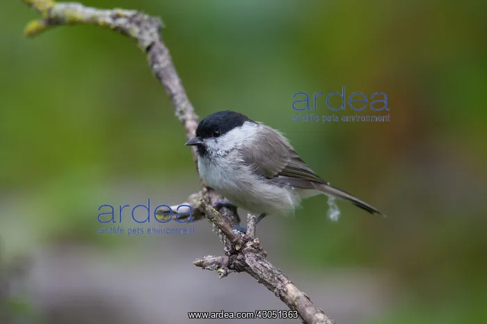: Marsh Tit Marsh Tit perched on twig Germany : Marsh Tit Marsh Tit perched on twig Germany