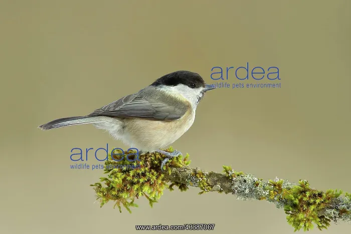  : Marsh tit (Parus palustris) on a branch overgrown