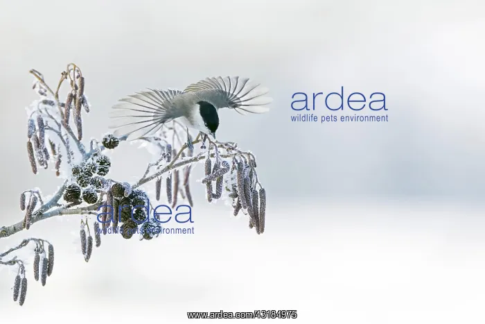  : A Marsh tit (Parus palustris) flies from a branch