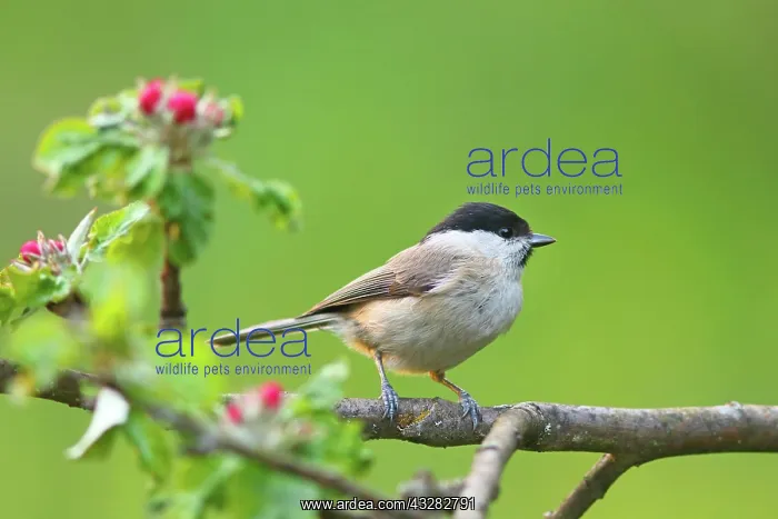 : Marsh tit (Parus palustris) on flowering apple branch : Marsh tit (Parus palustris) on flowering apple branch