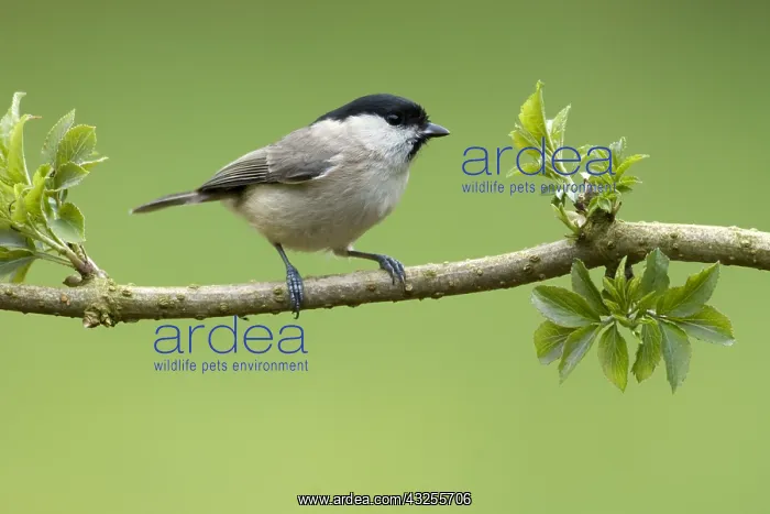 : Marsh Tit (Parus palustris), Overijssel, The Ne : Marsh Tit (Parus palustris), Overijssel, The Ne