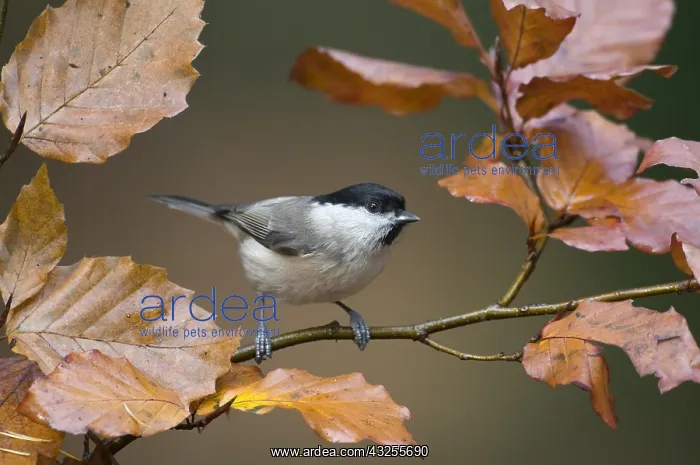 : Marsh Tit (Parus palustris) perched on a branch : Marsh Tit (Parus palustris) perched on a branch