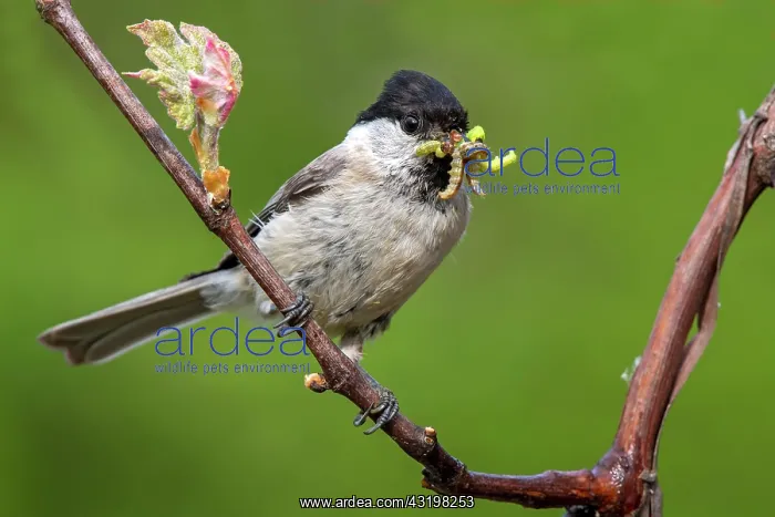 : Marsh tit (Parus palustris) sits on a branch and : Marsh tit (Parus palustris) sits on a branch and