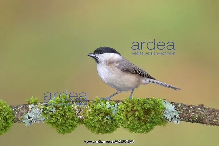 : Marsh tit (Parus palustris), sitting on a moss-covered : Marsh tit (Parus palustris), sitting on a moss-covered