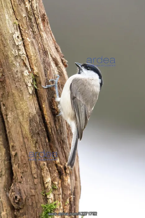  : Marsh tit (Parus palustris), Volcanic Eifel, Rhineland-Palat