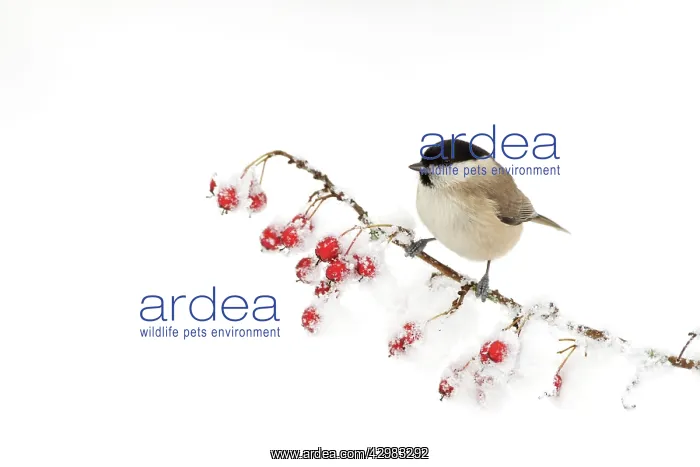 : Marsh Tit - perched on a berry laden twig covered : Marsh Tit - perched on a berry laden twig covered