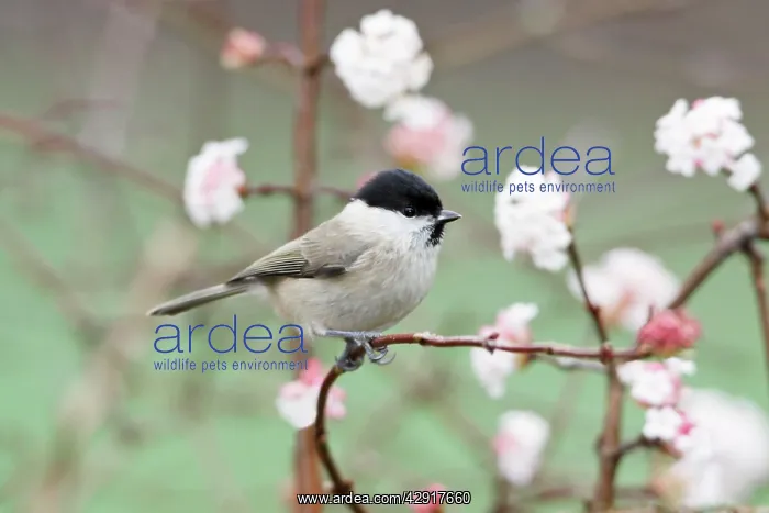 : Marsh Tit - perched on branch of flowering Viburnum : Marsh Tit - perched on branch of flowering Viburnum
