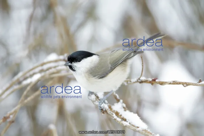 : Marsh Tit - perched on branch in winter : Marsh Tit - perched on branch in winter